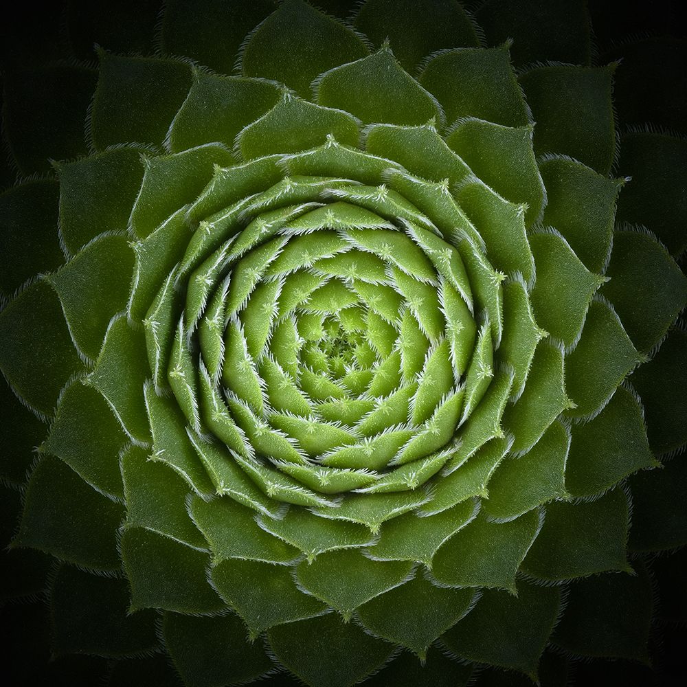 Succulent art print by Victor Mozqueda for $57.95 CAD