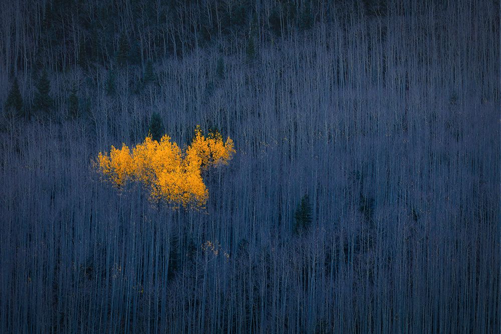 Heart Of Aspens art print by Michael Zheng for $57.95 CAD