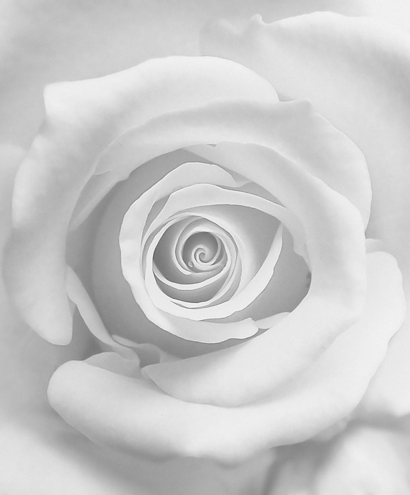 The Rose art print by Kahar Lagaa for $57.95 CAD