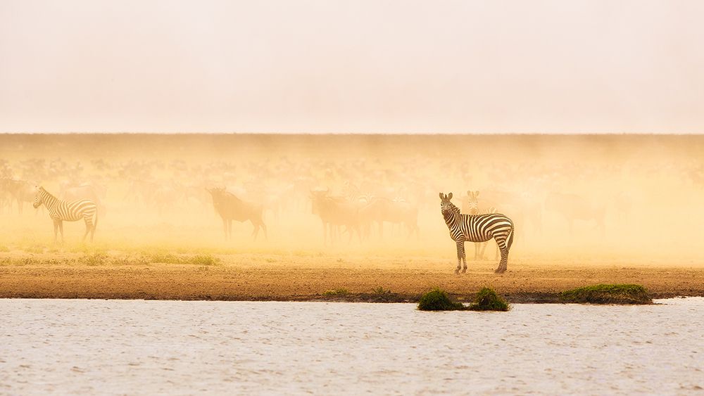 This is Ndutu art print by Mohammed Alnaser for $57.95 CAD
