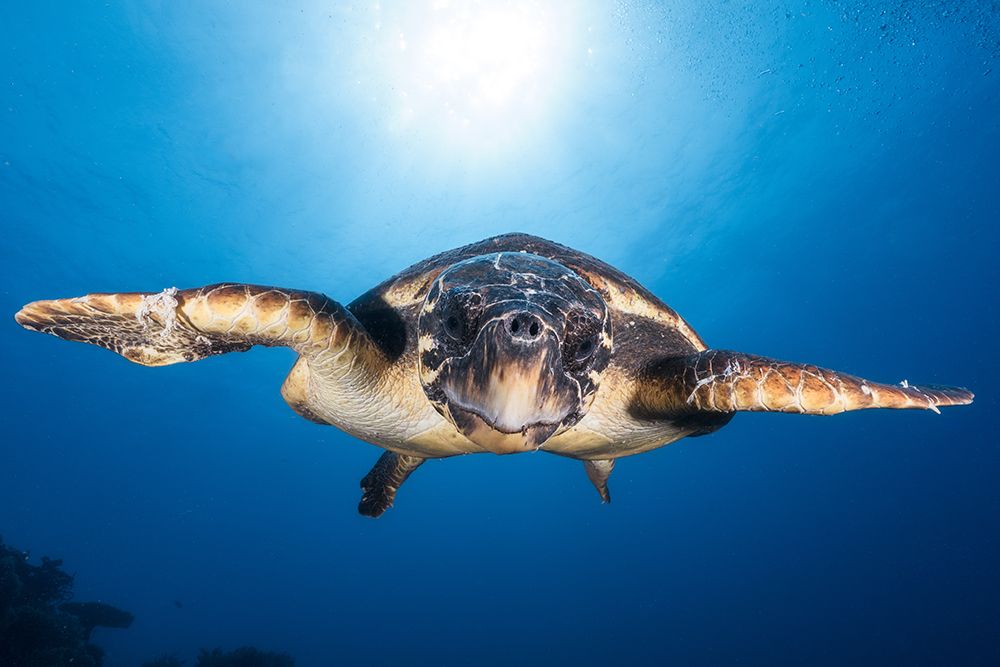 Face To Face With A Hawksbill Sea Turtle art print by Barathieu Gabriel for $57.95 CAD