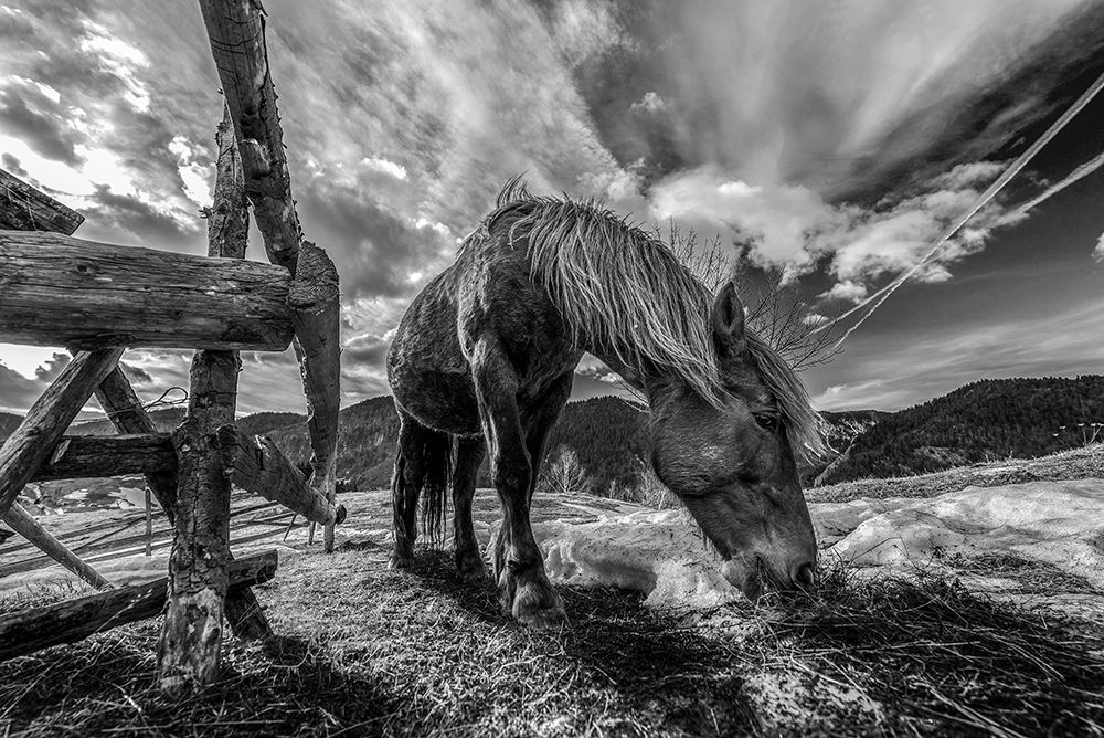 The Horse art print by Faris for $57.95 CAD