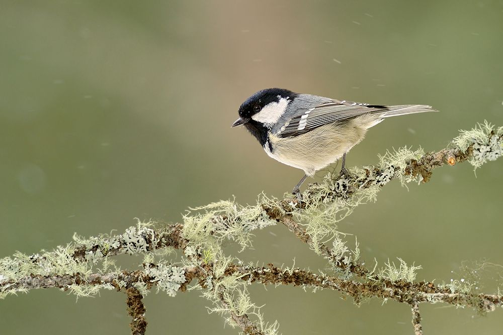 Winter coal tit art print by Marco Pozzi for $57.95 CAD