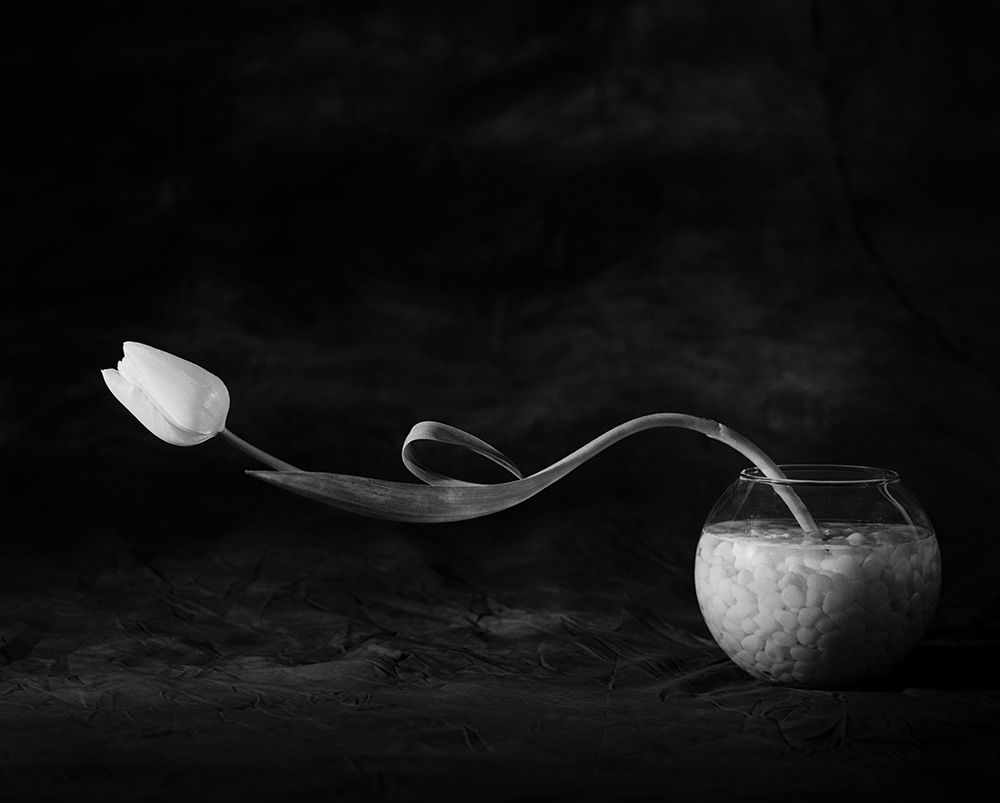 Tulip No. 3 art print by Xavi Heredia for $57.95 CAD