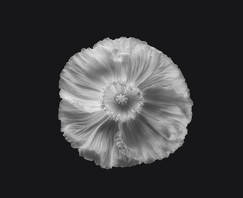 Poppy In Mono art print by Lotte Gronkjar for $57.95 CAD