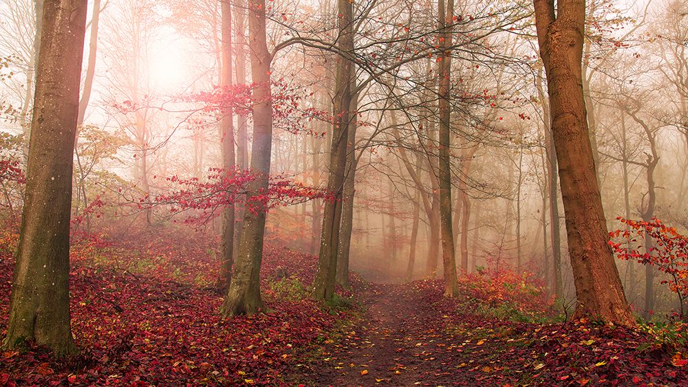 Forest Scene. art print by Leif Londal for $57.95 CAD