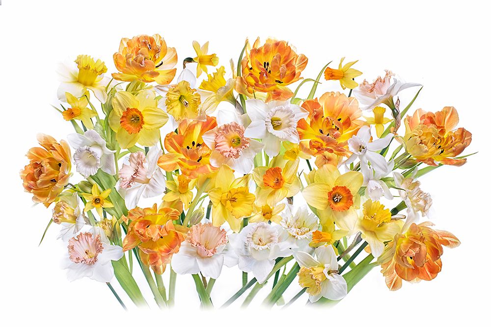 Spirited art print by Jacky Parker for $57.95 CAD