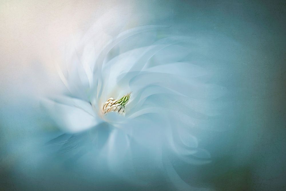 Serene art print by Jacky Parker for $57.95 CAD