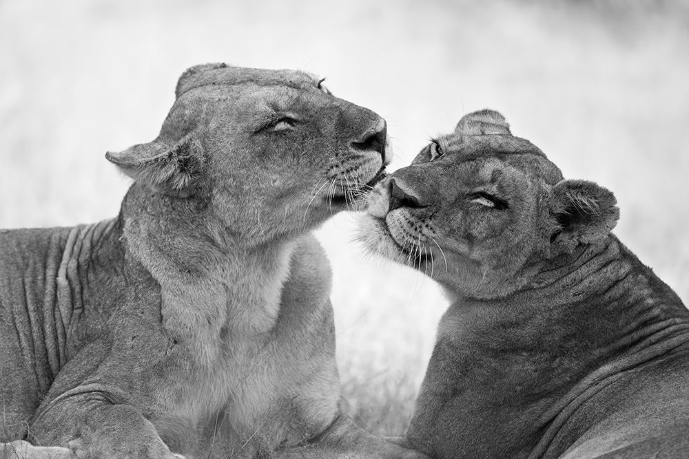 Lions in BaW art print by Marco Pozzi for $57.95 CAD