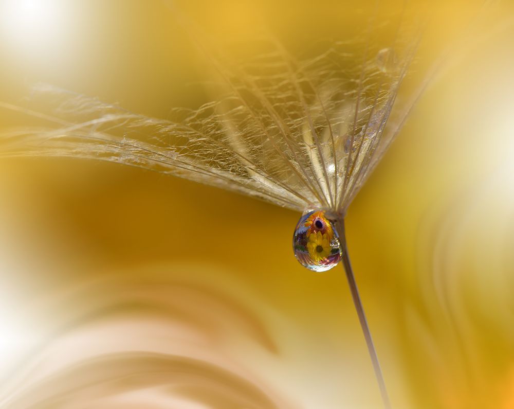 SunBeam...II art print by Juliana Nan for $57.95 CAD