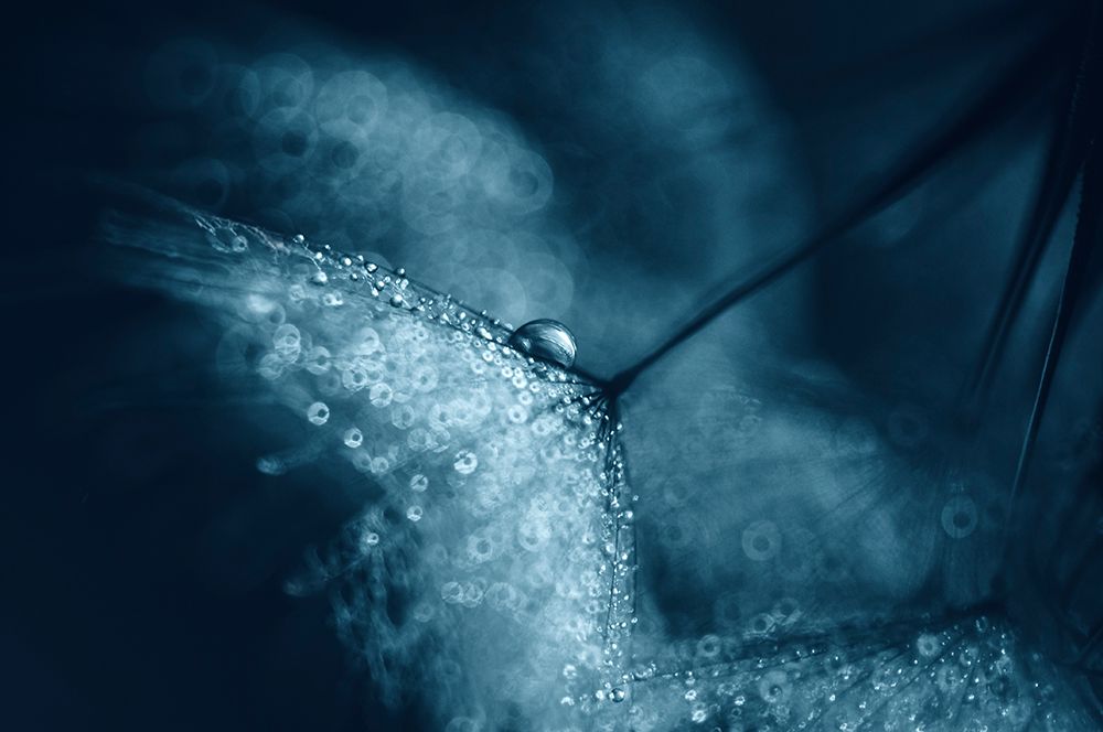 Blue Dandelions art print by Ivelina Blagoeva for $57.95 CAD