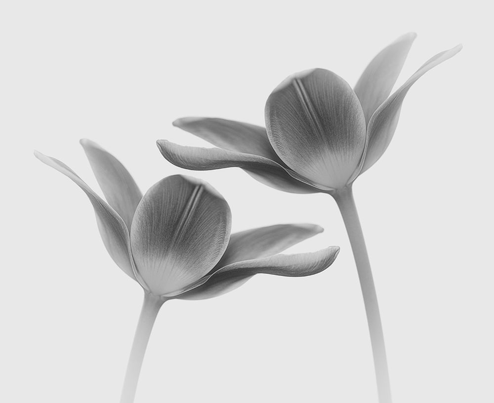 Twice The Same art print by Lotte Gronkjar for $57.95 CAD