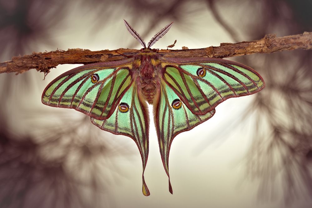 Mariposa Isabelina art print by Jimmy Hoffman for $57.95 CAD