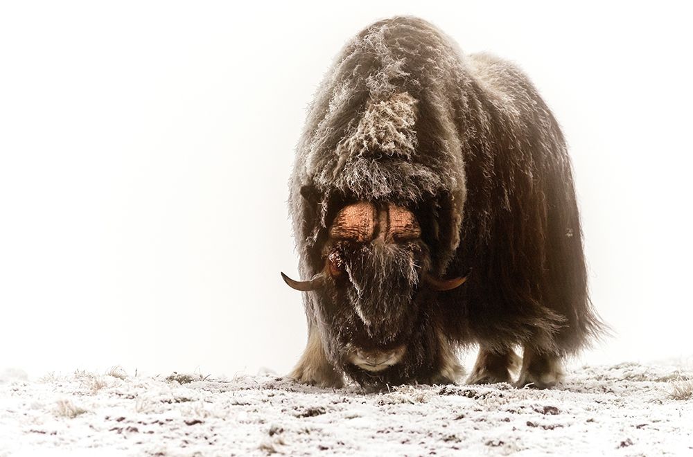Between The Fog And Frost art print by Giuseppe Damico for $57.95 CAD