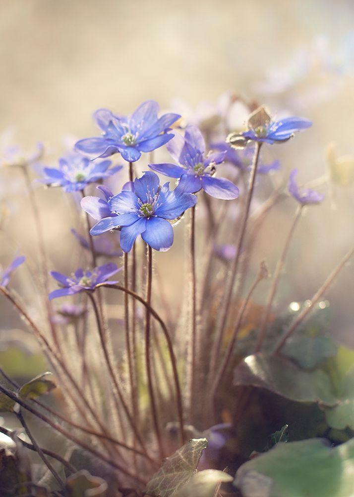 Spring... art print by Iacob Anca for $57.95 CAD