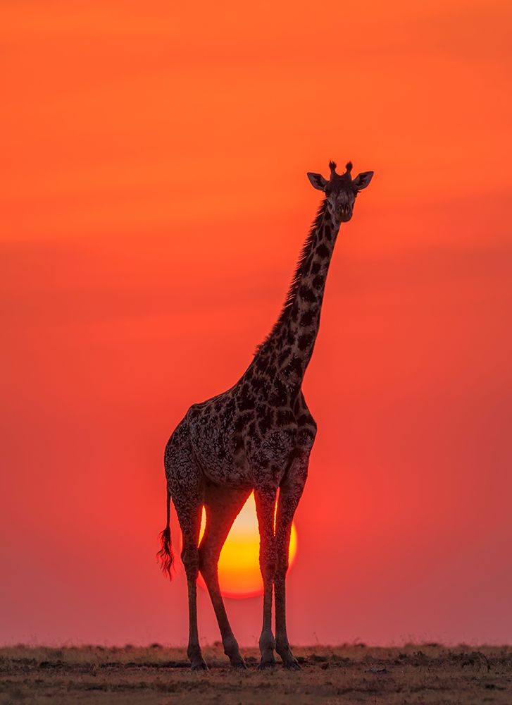 Sunset Giraffe art print by Henry Zhao for $57.95 CAD