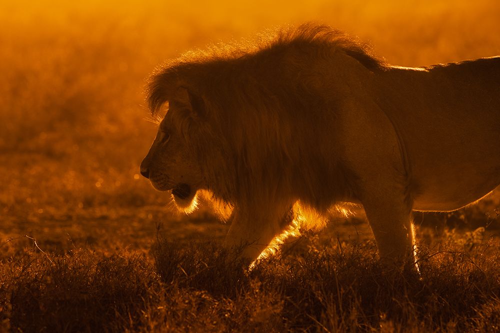 Shiny King art print by Mohammed Alnaser for $57.95 CAD
