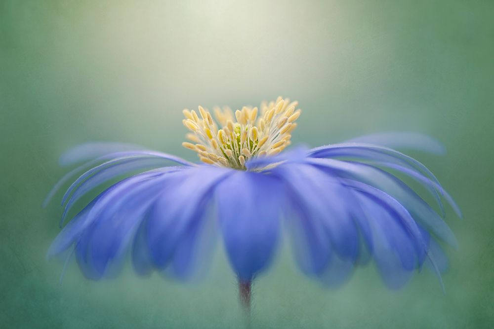 Winter Windflower art print by Jacky Parker for $57.95 CAD