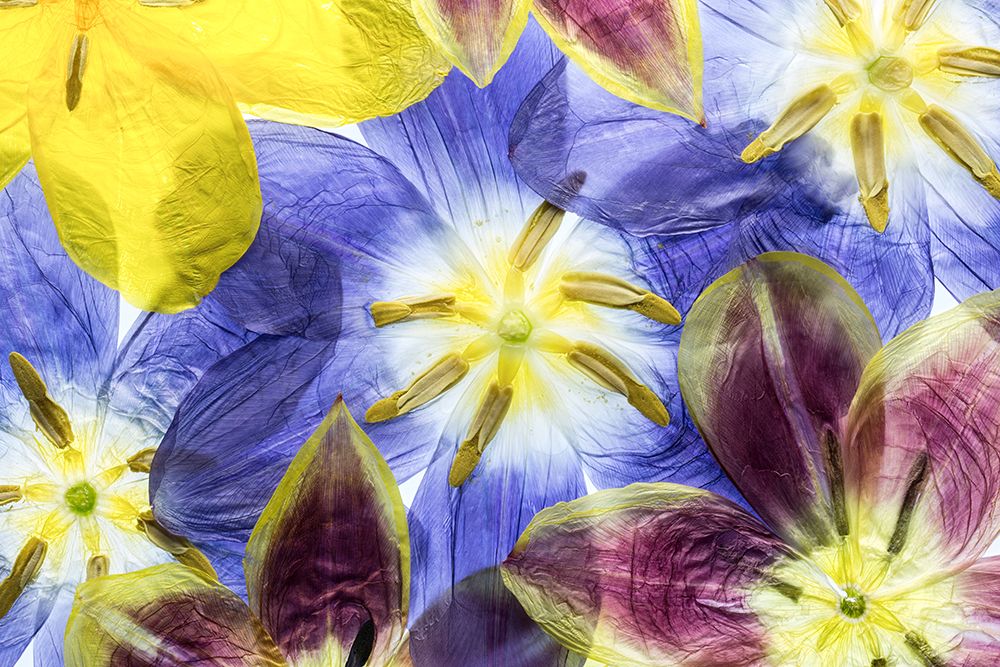 Tulips art print by Mandy Disher for $57.95 CAD