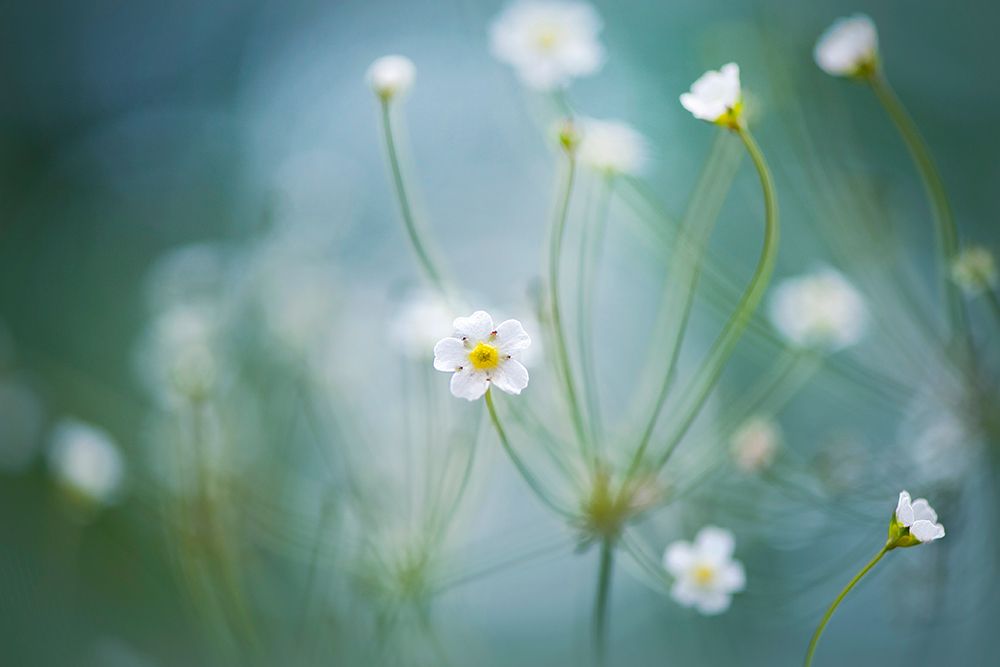 Rock Jasmine art print by Jacky Parker for $57.95 CAD