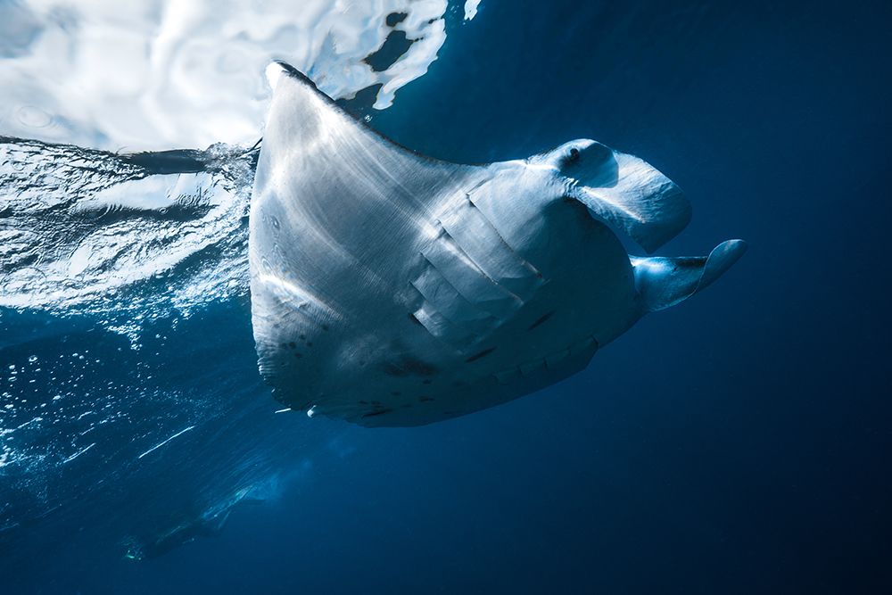 Flying Manta ray art print by Barathieu Gabriel for $57.95 CAD