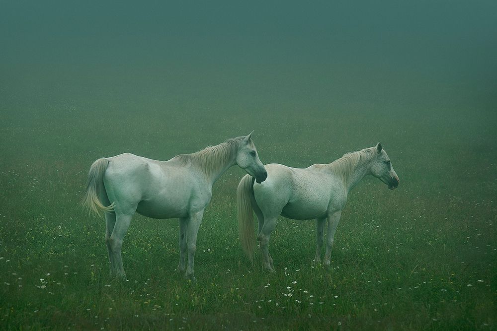 In the silent field art print by Ekkachai Khemkum for $57.95 CAD