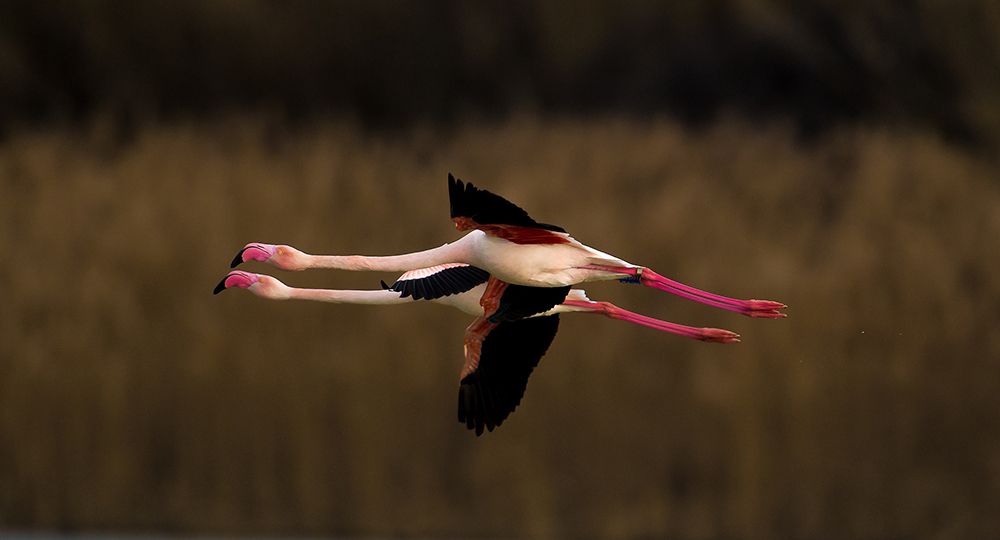 Greater Flamingo art print by Marius Floca for $57.95 CAD