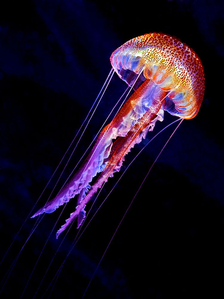 Jellyen art print by Henry Jager for $57.95 CAD