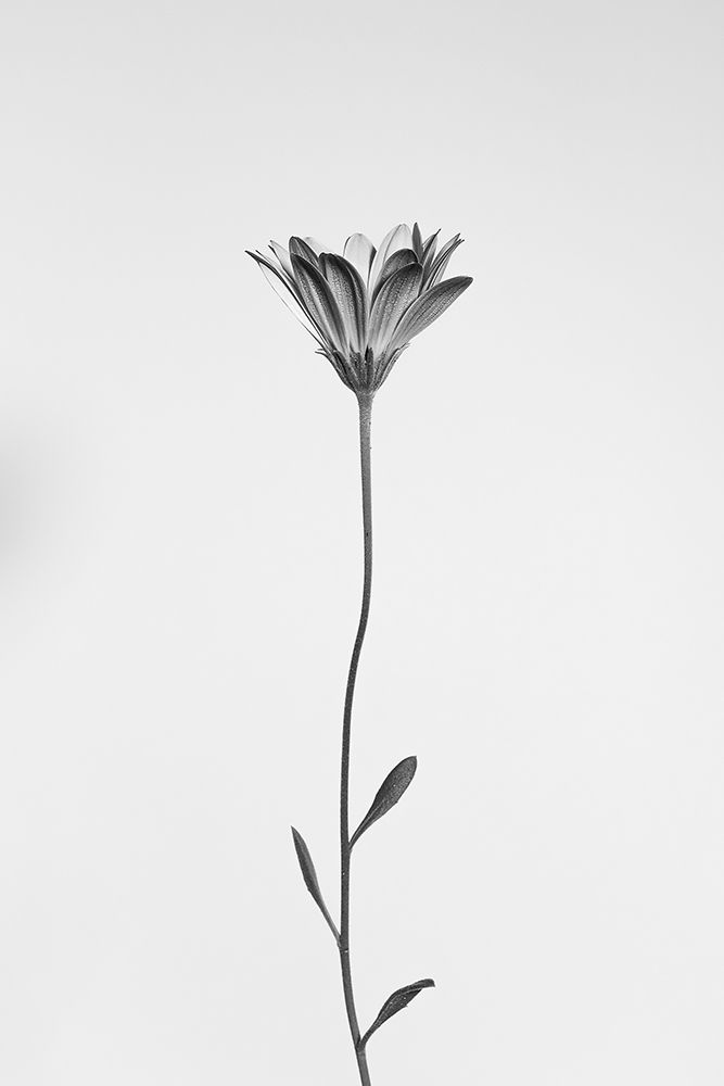 Daisy art print by Thierry Lagandre Transgressed for $57.95 CAD