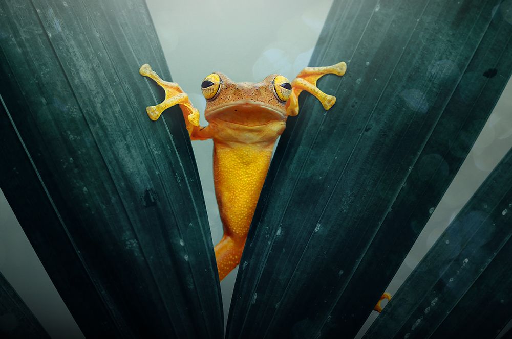 Gold Frog art print by Andri Priyadi for $57.95 CAD