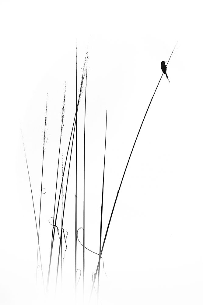 A Sabbatical art print by Swapnil for $57.95 CAD