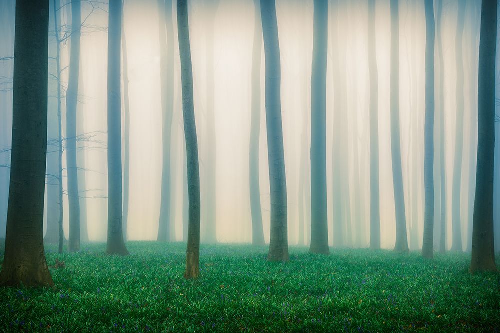 Daydreaming Of Bluebells art print by Adrian Popan for $57.95 CAD