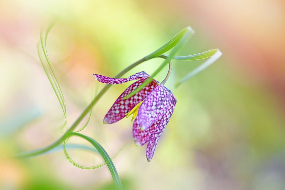 Snakes Head Fritillary art print by Jacky Parker for $57.95 CAD