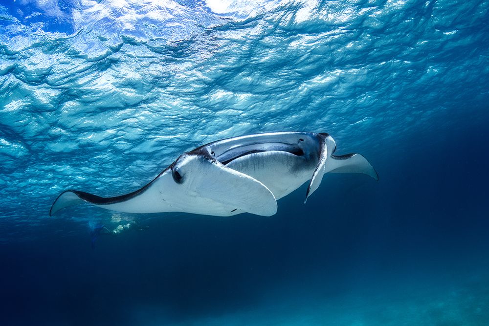 Manta Ray art print by Barathieu Gabriel for $57.95 CAD