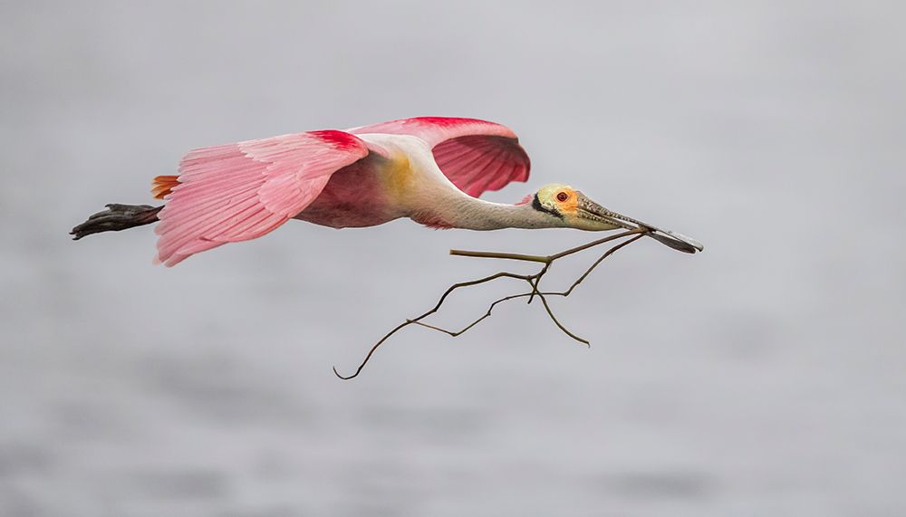 Pink And Grey art print by Greg Barsh for $57.95 CAD