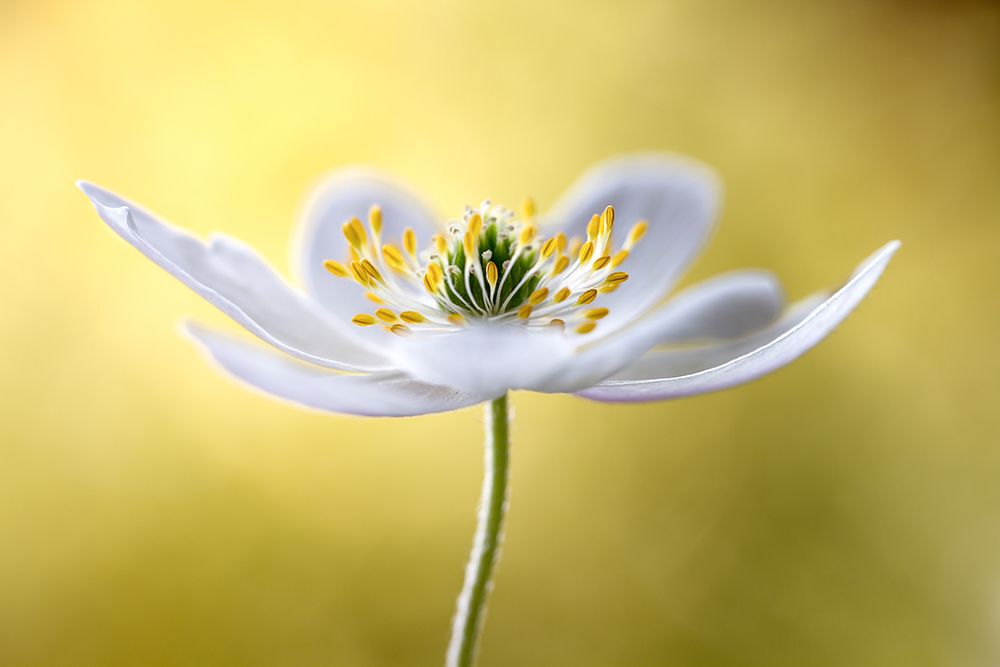 Wood Anemone art print by Mandy Disher for $57.95 CAD