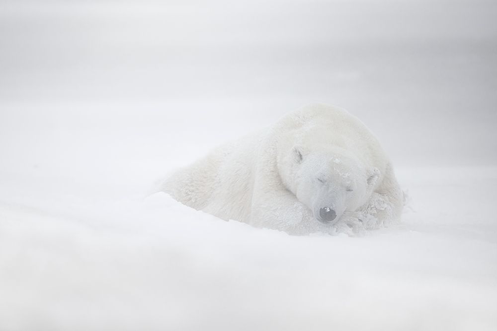 frozen dreams art print by Marco Pozzi for $57.95 CAD