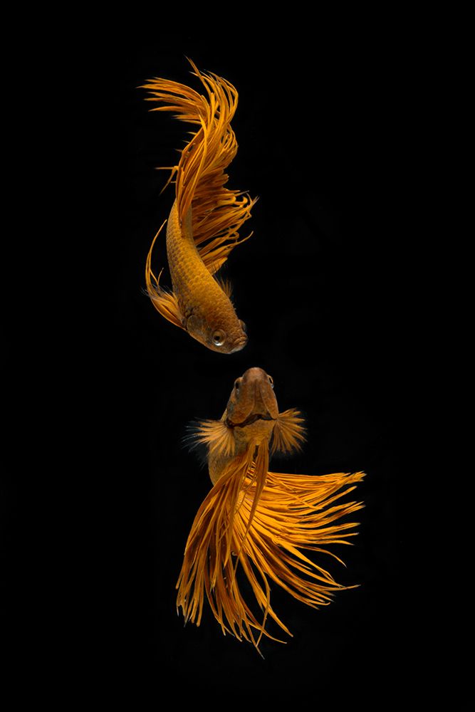 Love Story Of The Golden Fish art print by Ganjar Rahayu for $57.95 CAD