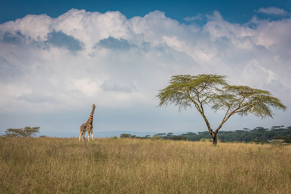 Qeast Africaq art print by Jeffrey C. Sink for $57.95 CAD