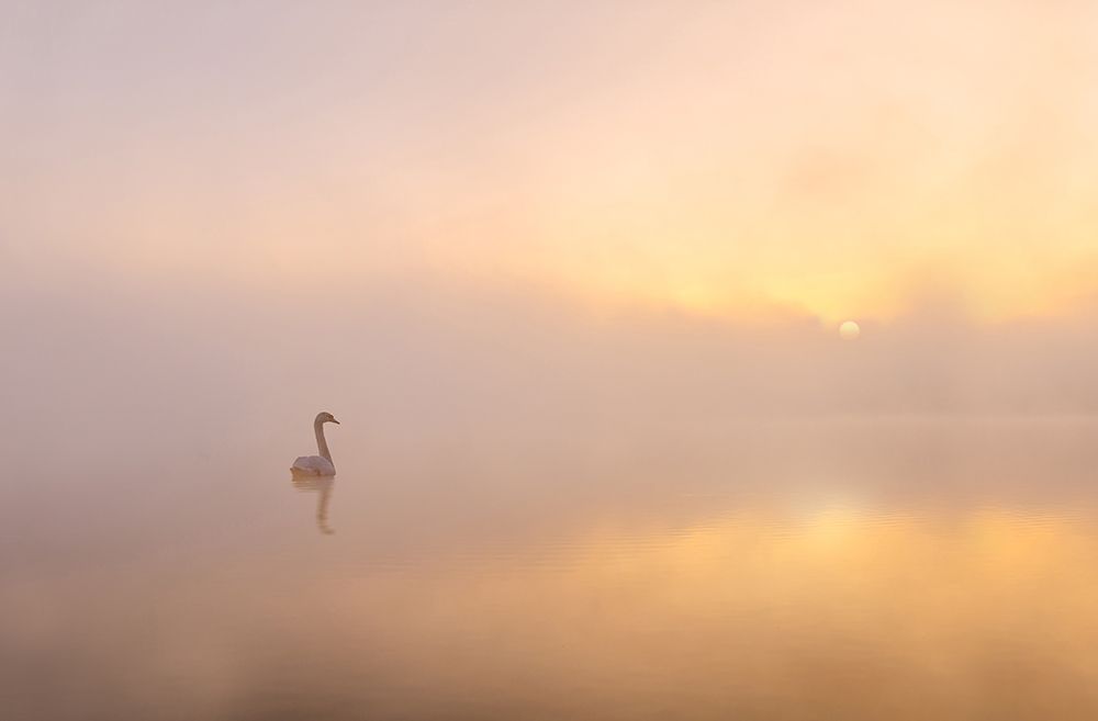 Misty Morning art print by Katarzyna Gritzmann for $57.95 CAD