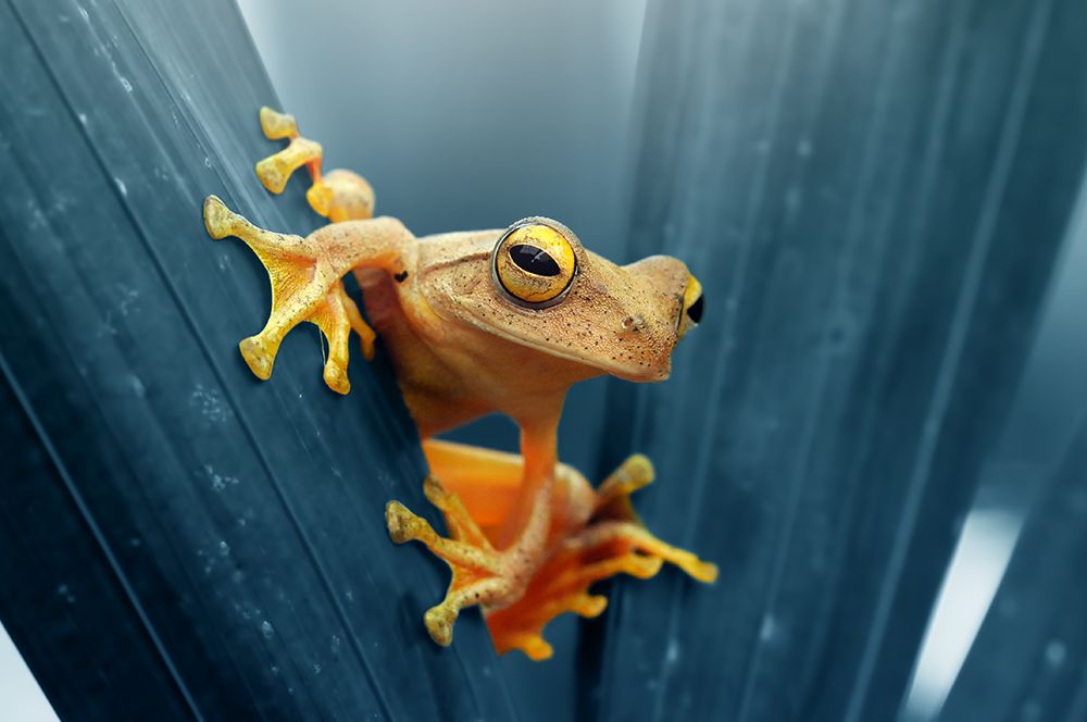 Frog - The Gold art print by Andri Priyadi for $57.95 CAD