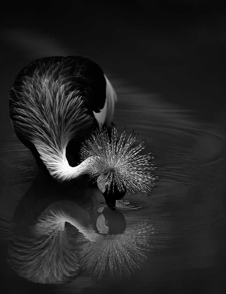 The Reflection art print by C.S. Tjandra for $57.95 CAD