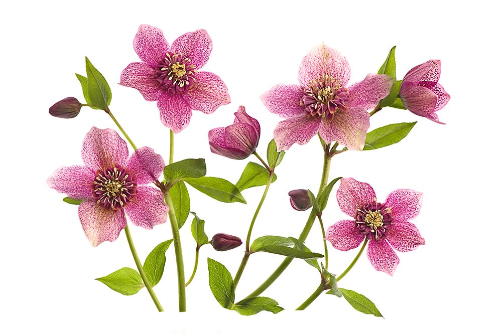 Helleborus X Hybridus Tutu art print by Jacky Parker for $57.95 CAD