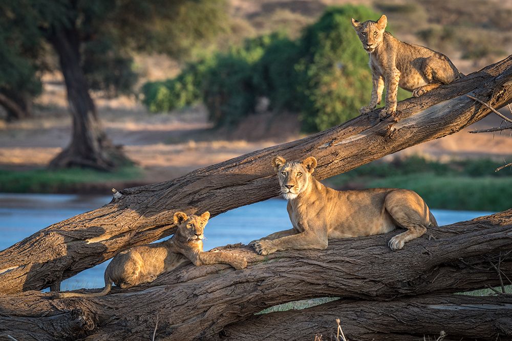 Lions cant climb trees art print by Jeffrey C. Sink for $57.95 CAD