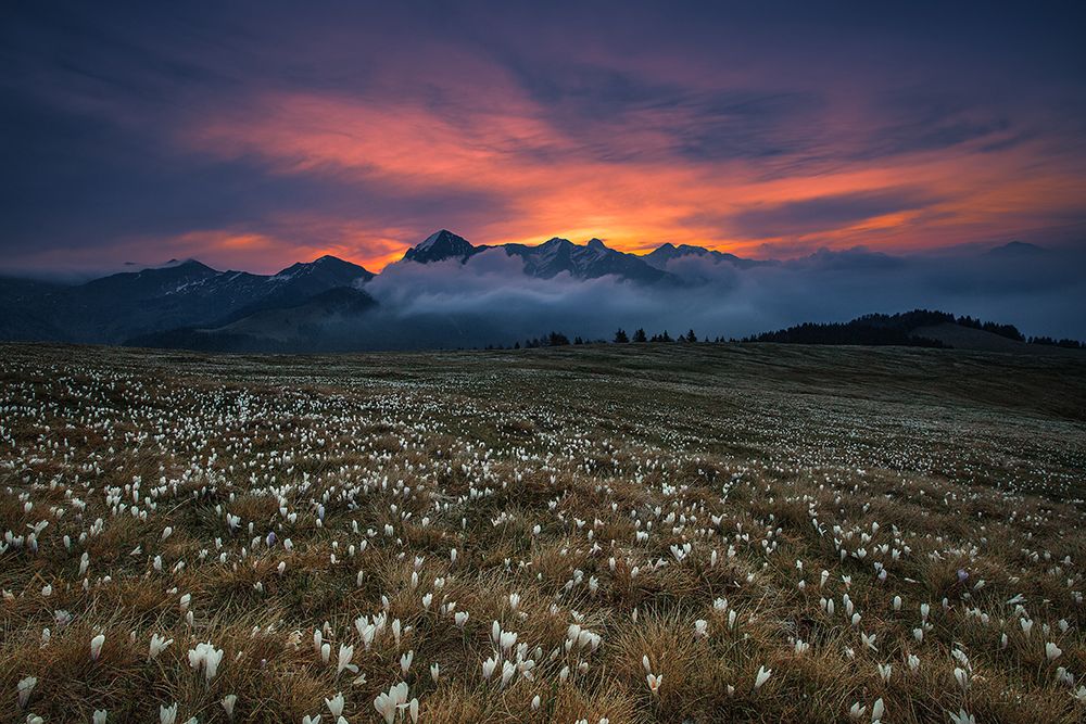 Blooming Dawn art print by Michel Manzoni for $57.95 CAD