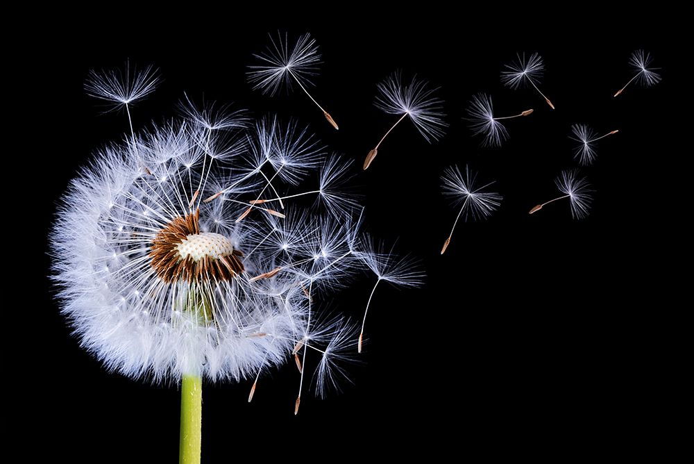 Dandelion Blowing art print by Bess Hamiti for $57.95 CAD