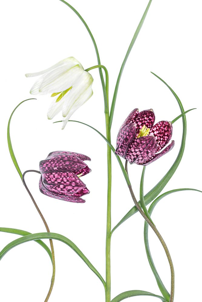 Snakes Head Fritillary art print by Mandy Disher for $57.95 CAD