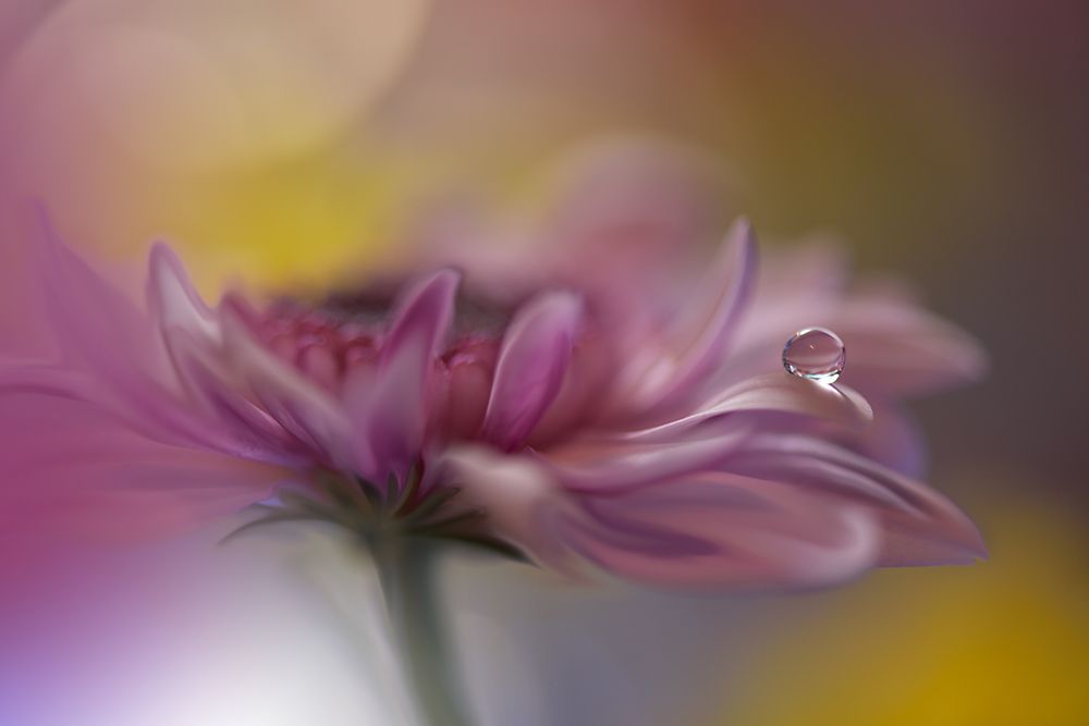 Beyond Words... art print by Juliana Nan for $57.95 CAD