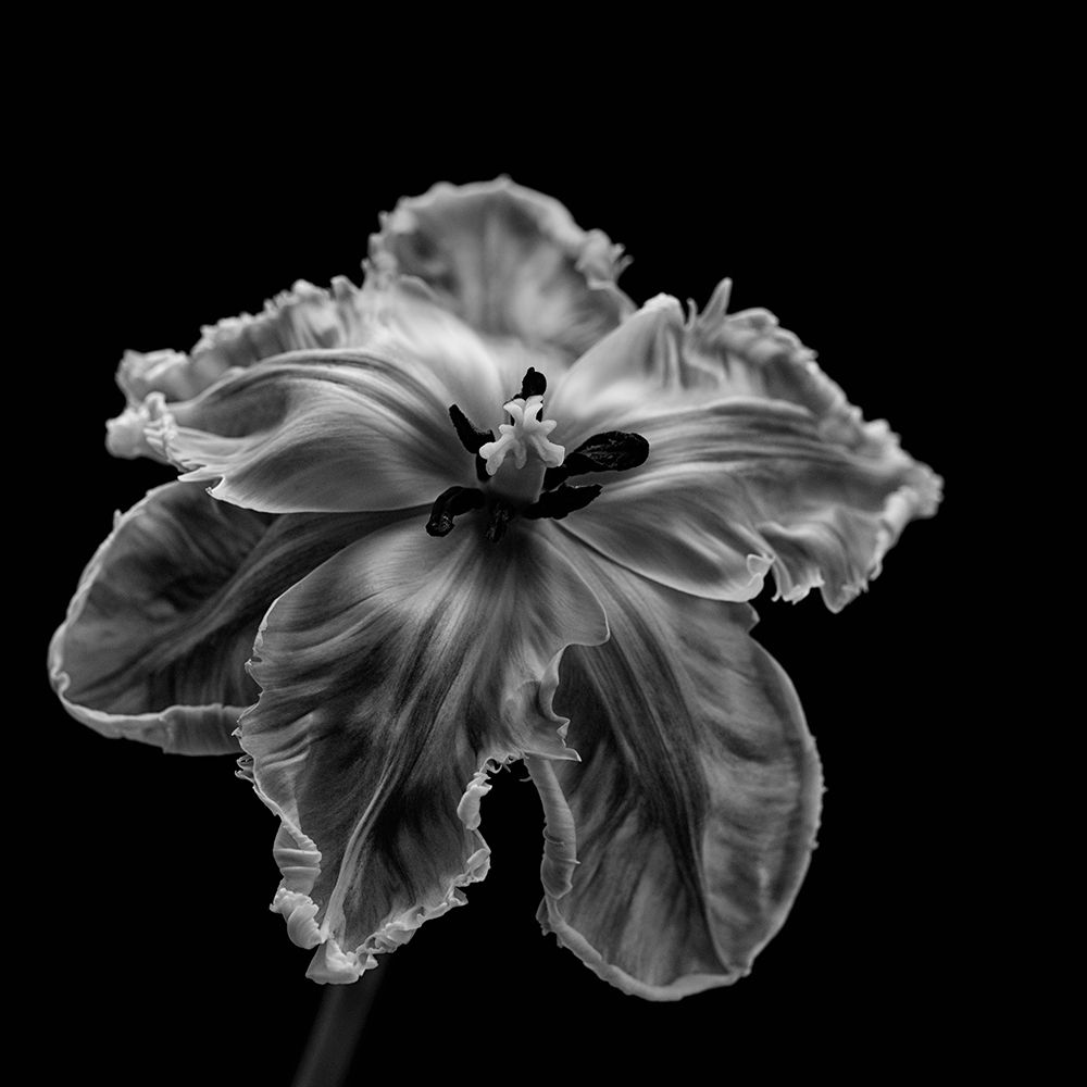 Parrot Tulip art print by Lotte Gronkjar for $57.95 CAD
