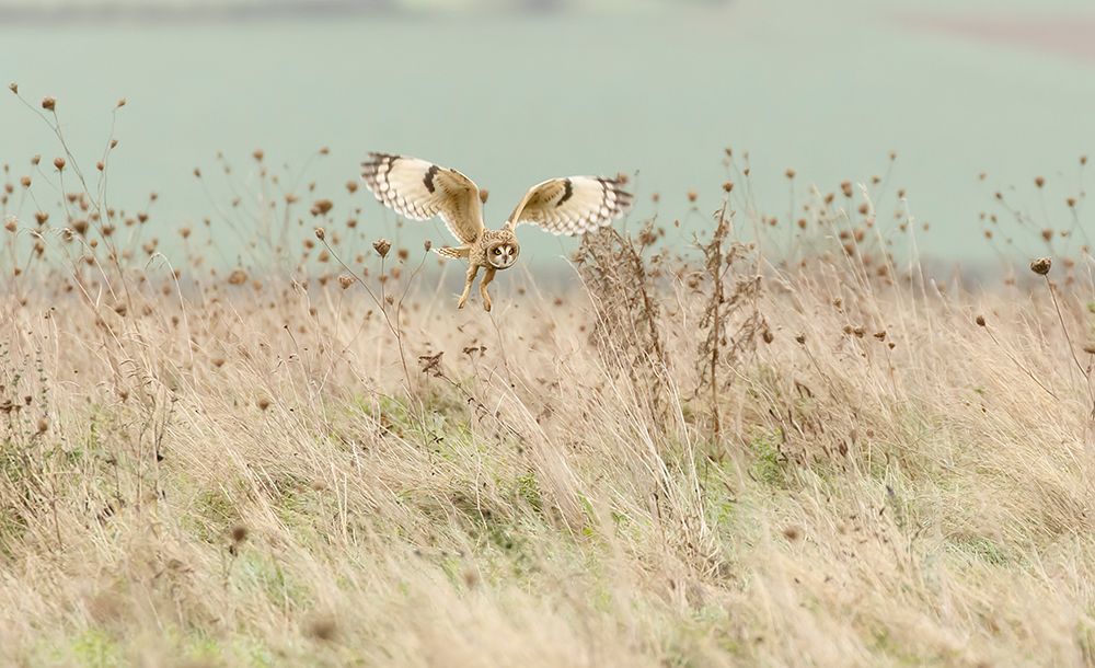 Hunting Short Eared Owl art print by Prashant Meswani for $57.95 CAD